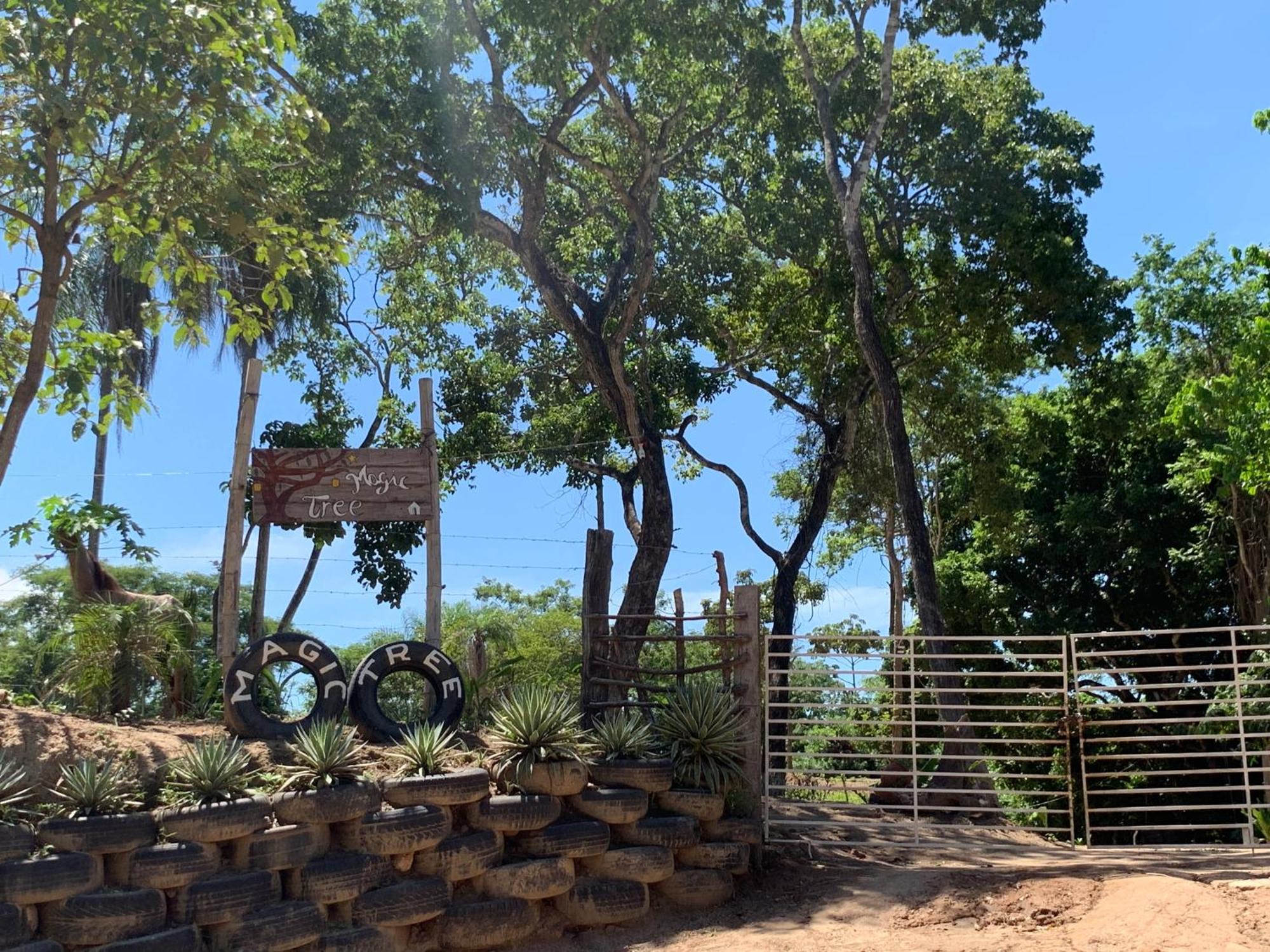 Magic Tree Chalet